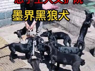 了解墨界黑狼犬的关键注意事项（墨界黑狼犬饲养需谨慎，健康和训练是关键）