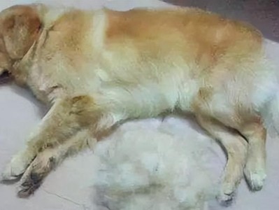 金毛犬一岁后掉毛的周期和原因（探究金毛犬一岁后掉毛的周期、原因和应对方法）