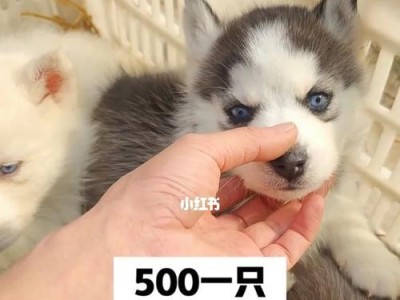 如何挑选纯种的哈士奇？从这5点入手就好（选择纯种哈士奇，让您成为擁有优质犬只的骄傲主人）