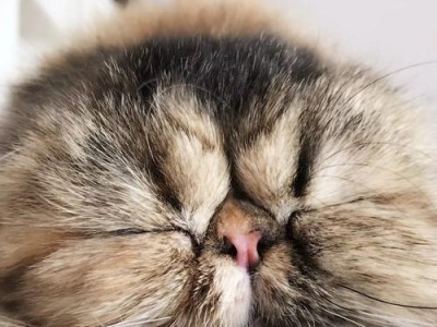 猫咪水滴眼的原因及解决方法（探究猫咪水滴眼的症状、治疗和预防措施）