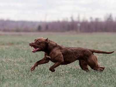 小比特犬的饮食需求及喂养建议（合理营养搭配，打造健康快乐的小比特犬生活）