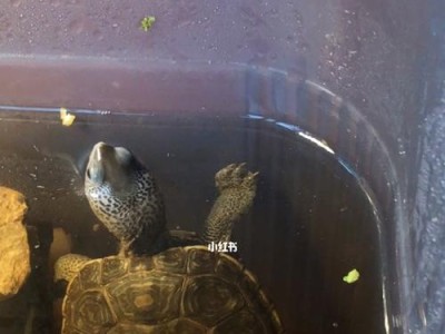 密西西比钻纹龟的饲养方法（宠物龟的营养、生活环境和健康管理）