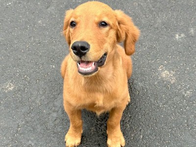 金毛犬的鼻子（探索金毛犬鼻子的外观、功能和健康状况）