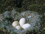 如何饲养阿留申群岛北极地松鼠？（宠物界新星！教你如何打理阿留申群岛北极地松鼠！）