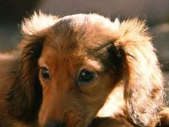 犬瘟热治疗方法危机无处不在，如何保护宠物？