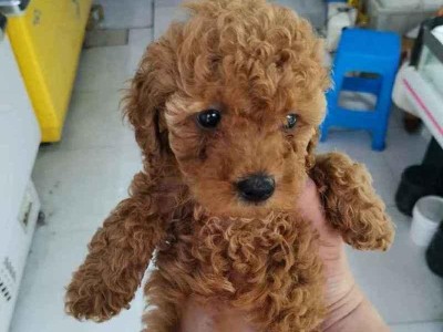 泰迪犬洗澡的五种情况下切勿忽视！（切记！泰迪犬绝不能洗澡的五种情况及其危害）