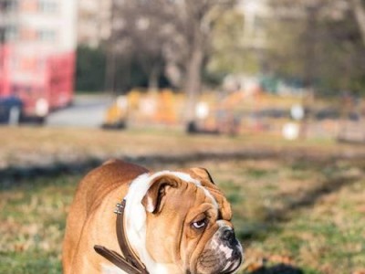 如何训练英国斗牛犬幼犬不咬人（以宠物为主，打造和谐家庭）