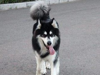 颜值担当的阿拉斯加犬（了解阿拉斯加犬，决定是否养它）
