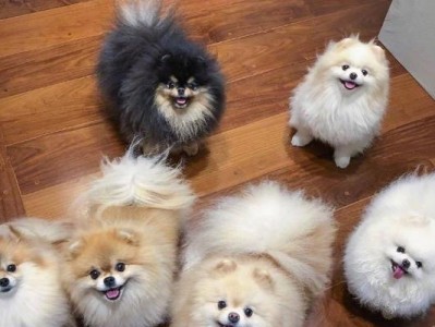如何分辨真假博美？7招传授你（区分纯种博美犬和串串博美犬）