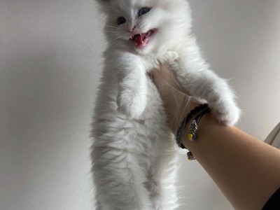 猫砂的费用与使用频率（探索猫砂的使用周期以及节约成本的方法）