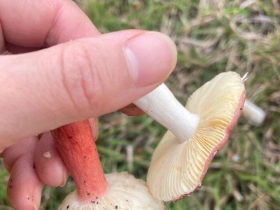 揭秘以蠕型螨为主的真菌世界（探索蠕型螨的生态特征及对人类的影响）