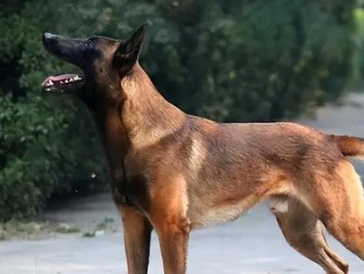 中国马犬饲养全指南（以宠物为主，打造健康快乐的马犬生活）