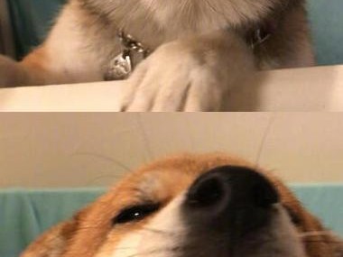 柴犬的体味之谜（为什么柴犬没有体味？）