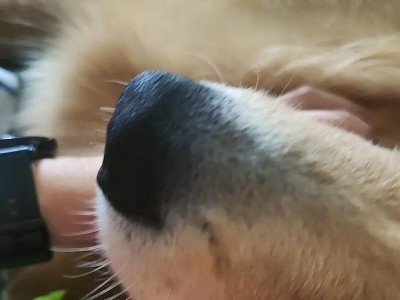 小狗眼睛为何会变色？（探究小狗眼睛变色的原因与影响）