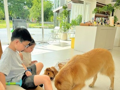 狗狗太热的反应及应对措施（如何保护狗狗免受高温的影响）