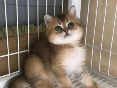 探寻市场上常见宠物猫的价格（了解7种常见宠物猫的市场行情，让您选择更得心应手）