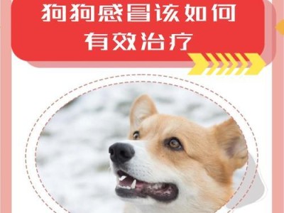 合理喂食狗狗的注意事项（以狗狗的健康为主要考量进行合理喂食的关键）