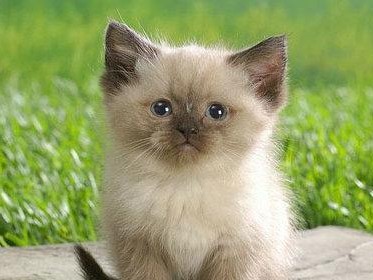 如何饲养巴厘猫？（让你的巴厘猫健康快乐生活）