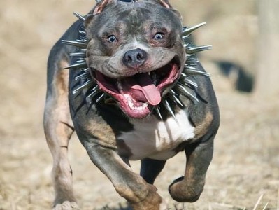 越来越多人选择养美国恶霸犬的原因是什么？（探究养美国恶霸犬的魅力及其受欢迎的原因）