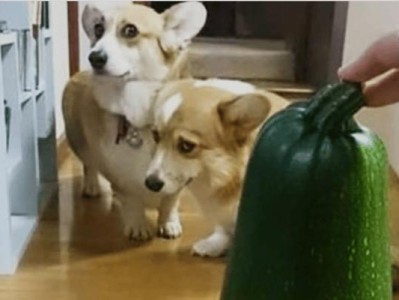 战胆犬舍（揭秘犬类恐惧的根源与解决之道）