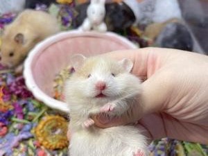 西施熊的饲养方法（了解饲养西施熊的基本知识，让它们健康成长）
