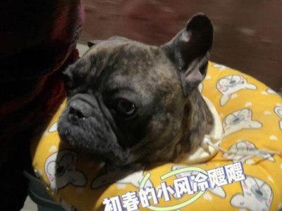 别让法斗耳朵难受！（如何正确绑定法斗耳朵？解决法斗耳朵不立的问题）