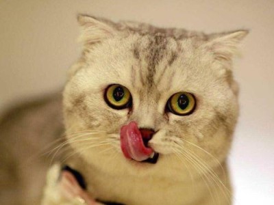 猫咪的饮食需要注意的（宠物猫的饮食需求与健康）