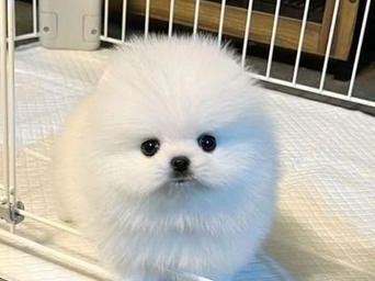 博美犬的价格及如何从毛色、地区分辨（了解博美犬价格的因素与分布，识别不同地区博美犬的毛色特点）