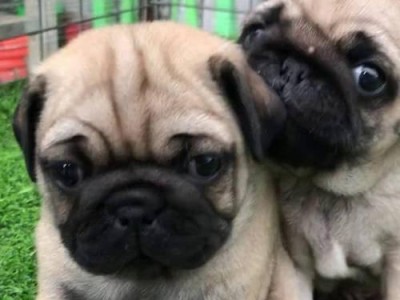 巴哥犬洗澡的最佳频率（了解巴哥犬洗澡的时间表，保持它们的健康和干净）