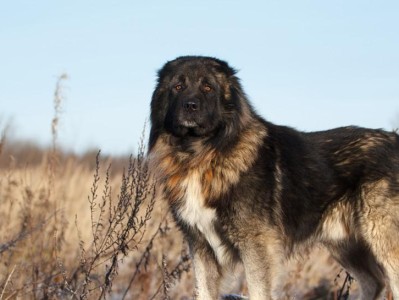 了解高加索犬的外貌与特点（高加索犬的体型、毛发和性格特征）
