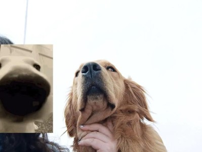 狗界的体臭王（揭秘狗界最臭的几个品种，你敢养吗？）