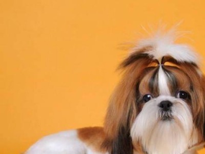 约克夏异常脱毛的原因及预防（探究宠物犬犬种异常脱毛的症状与治疗）