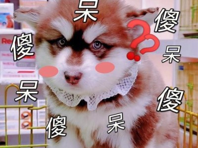 阿拉斯加犬价格揭秘（探讨阿拉斯加犬市场价格与品质关系）