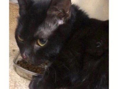 揭开猫咪鼻孔黑色神秘面纱（探究猫咪鼻孔黑色产生的原因及如何处理）