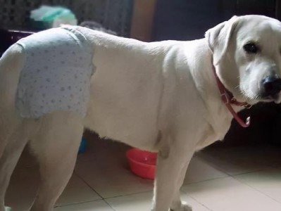 母犬例假期间的注意事项（母犬例假的周期、症状和护理方法）