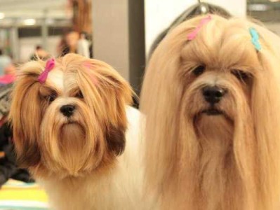 犬饲养指南（了解犬，营造舒适生活环境）