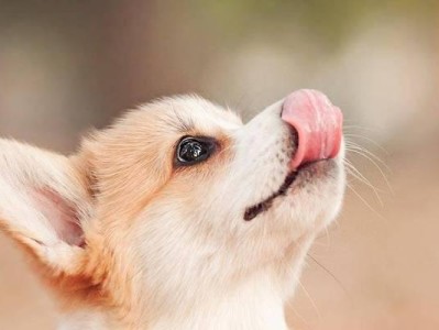 狗狗为什么喜欢舔主人的手？（探究狗狗舔手的原因和意义）