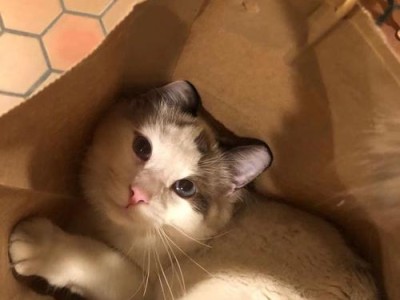养一只猫，带来的意义和责任（以宠物为主，享受爱的陪伴）