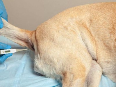 如何保护狗狗免受低温的伤害（关注狗狗的体温，守护它们的健康）