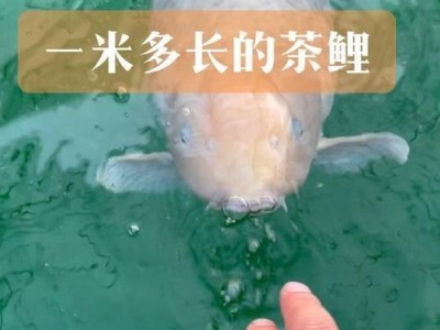 锦鲤鱼的水质喜好及养殖要点（解析锦鲤鱼对水质的需求以及养殖中的注意事项）