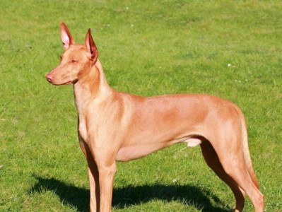 以法老王猎犬为宠物的饲养方法（了解其特性与需求，让猎犬健康成长）