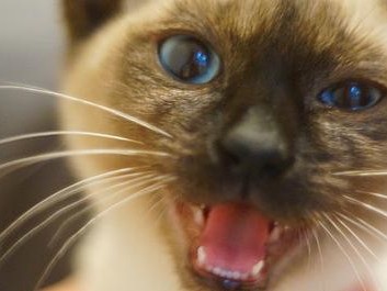 小猫的重要性（以宠物为主，探讨小猫的眼睛有何用处）