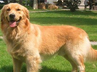 如何训练金毛犬站立姿势（从零开始，让你的宠物变得更迷人吧！）