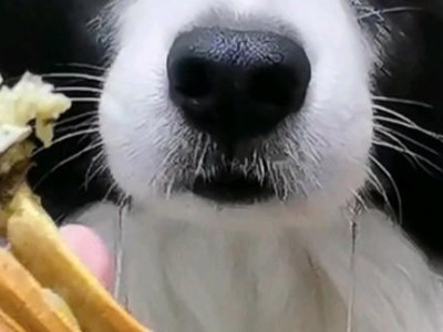 狗狗老睡觉流口水怎么办？（解析狗狗长时间睡觉流口水的原因及解决方法）