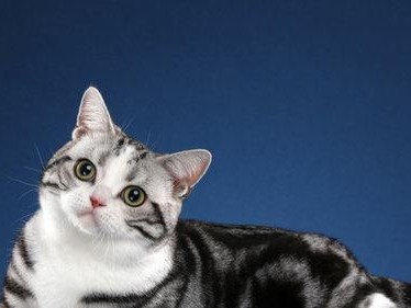 爱护美国短毛猫，做个合格的宠物主人（以美国短毛猫的饲养方法为例，详解宠物养护知识）
