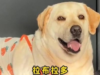 拉布拉多价格下降与饲养人数不增的原因探析（市场波动引发的供需失衡与消费观念转变）