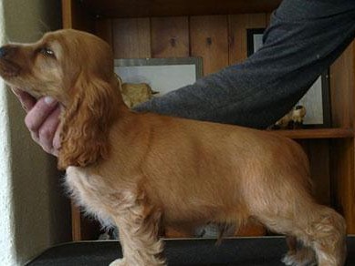 如何正确护理可卡犬的耳部（专业指导让您的宠物健康舒适）