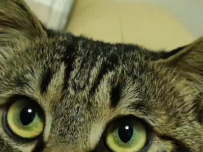 黄狸花猫易胖的原因及解决方法（探究黄狸花猫体重增加的原因以及如何控制体重）