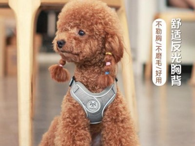 柯基项圈的选择与使用（为你的柯基挑选最合适的项圈）