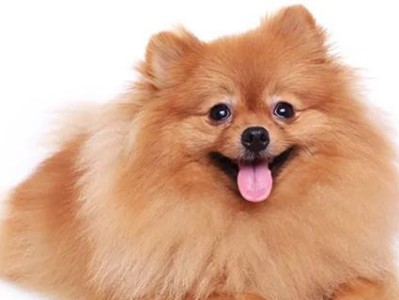 贵宾犬的饮食禁忌与健康食谱（能吃鸡肝吗？详解贵宾犬的饮食禁忌和健康饮食方案）